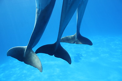 WildQuest Human-Dolphin Connection